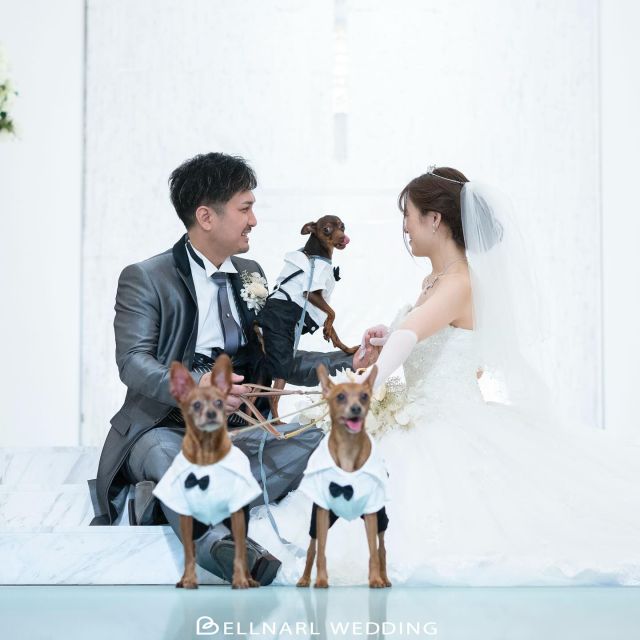 .
一生の思い出に残るフォトウェディング𖤣𖥧𖥣｡
大切な愛犬と一緒に撮りたいと言う
夢も叶えられます🐩🤎
ベルナール和歌山
和歌山県和歌山市吹屋町5丁目44-1
☎︎073-424-4567
営業時間/9:30〜18:00
定休日/火曜日・水曜日
詳細・ご予約は下記ホームページより
ご確認下さいませ！
https://www.bellnarl-wakayama.com
#式場探し#式場選び#ベルナール和歌山#ブライダル#ウェディング#ウェディングドレス#ドレス試着#結婚式#結婚式場#和歌山#和歌山市#カップル#式場見学#2025ウェディングフォト#ブライダルフォト#成人式#成人式振袖#前撮り#フォトウェディング#ロケーションフォト#和装フォトウェディング#打掛#白無垢#ペット前撮り#ペット婚